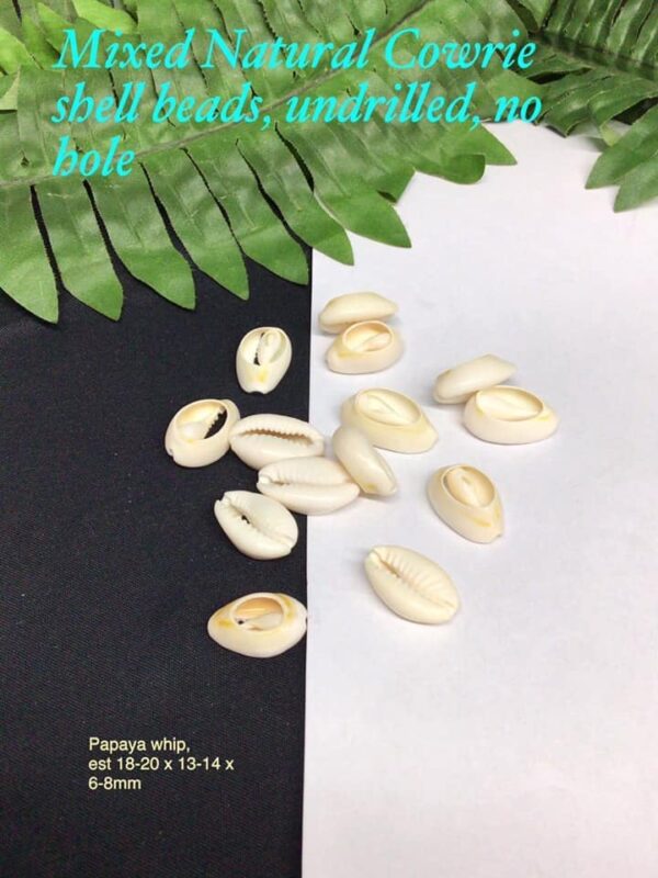 18-20mm Mixed Natural Cowrie shell beads (Papaya whip) 15pcs